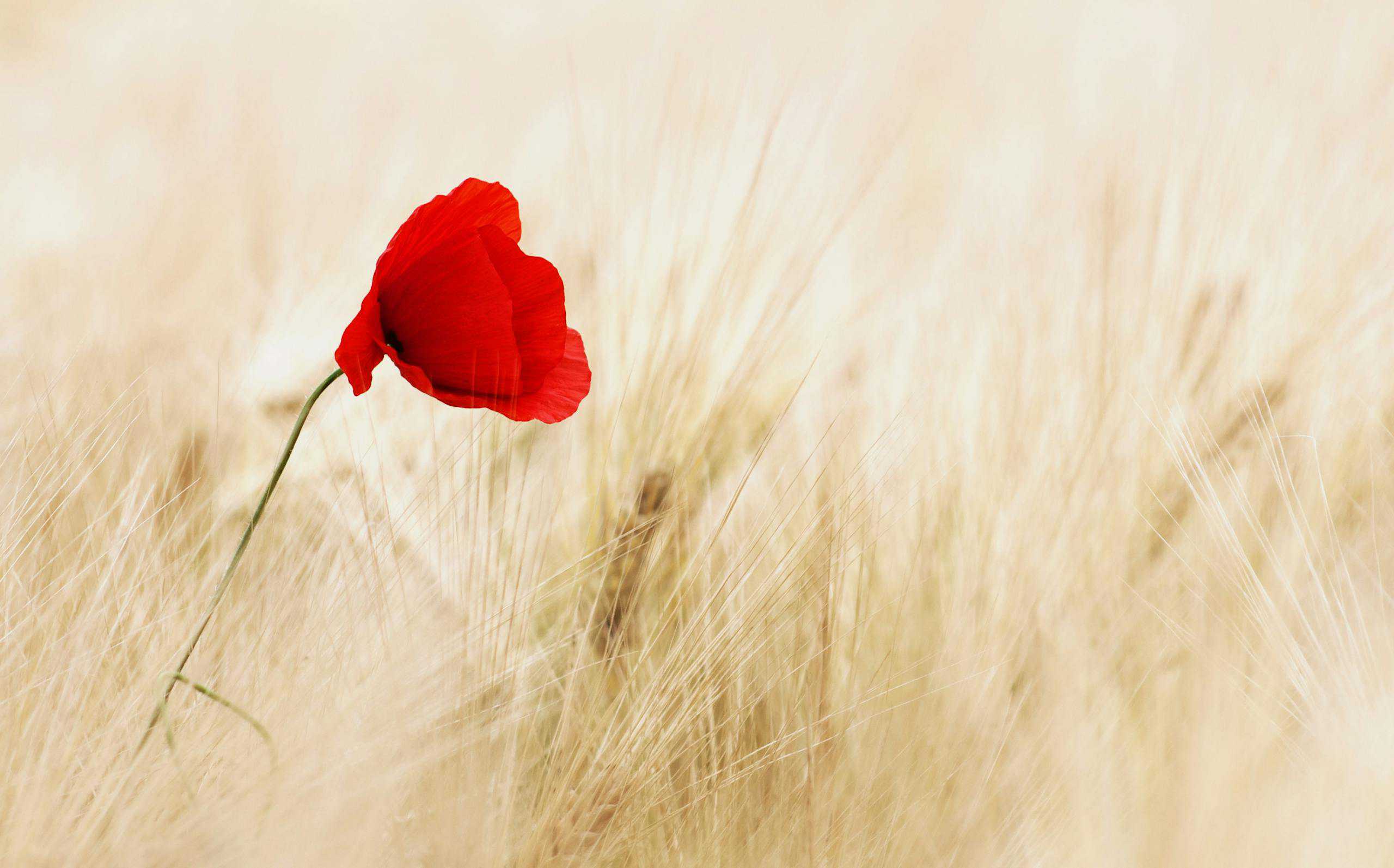 Red Petal Flower